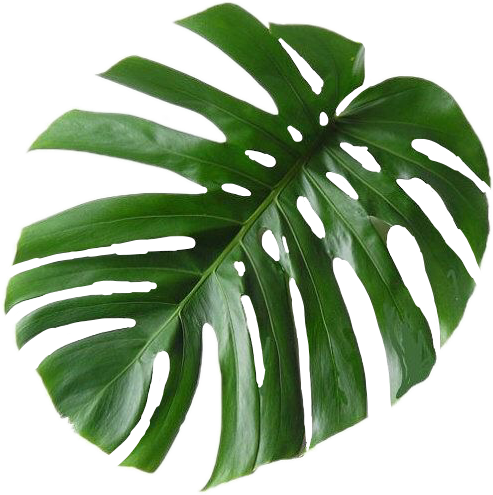 monstera leaf freetoedit #monstera sticker by @habibanajmal