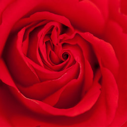 freetoedit bokeh rose red passionflower